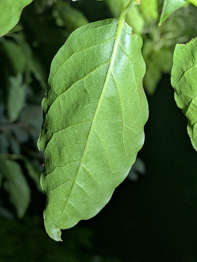Lyonia ovalifolia var. elliptica