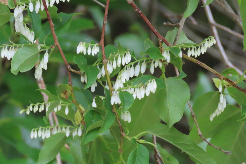 Lyonia ovalifolia var. elliptica photo 2