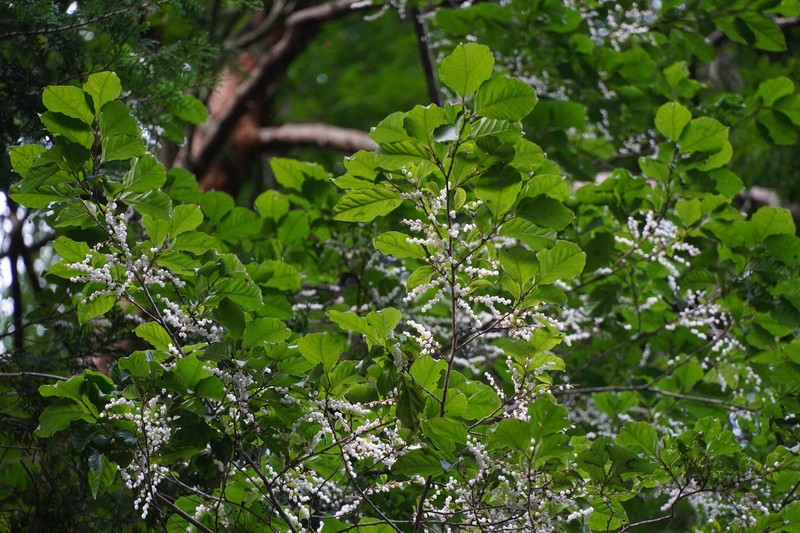 Lyonia ovalifolia var. elliptica photo 3