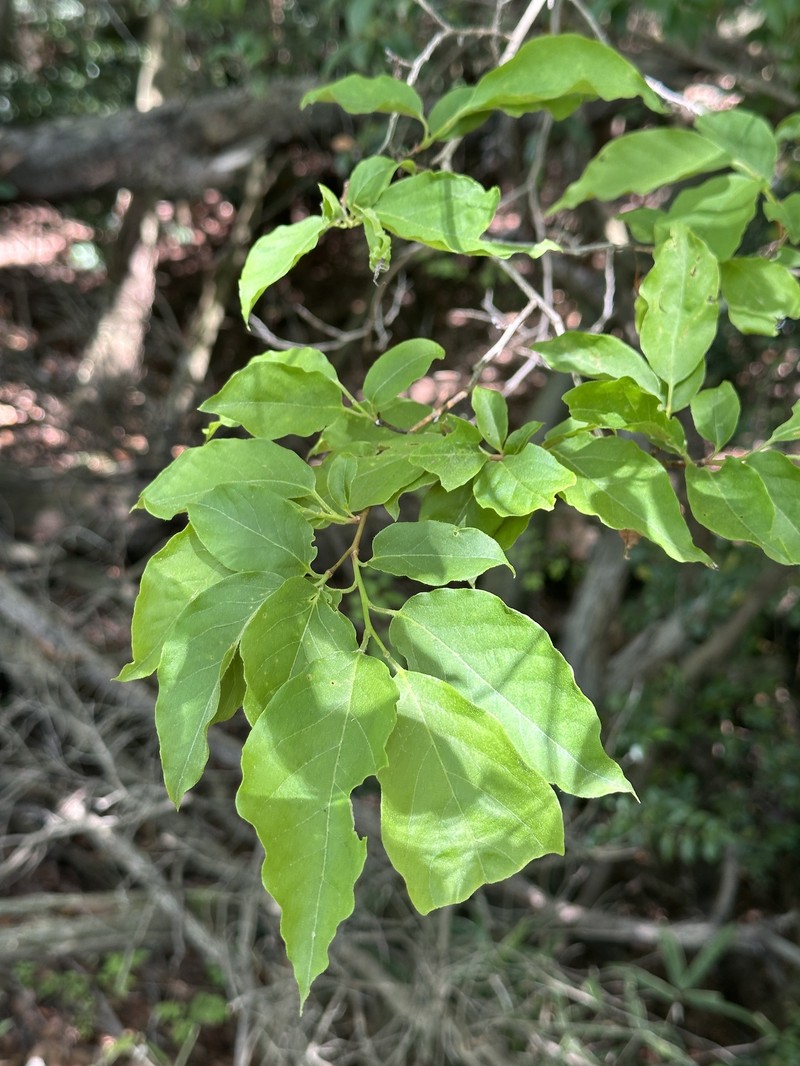 Lyonia ovalifolia var. elliptica photo 4