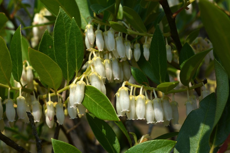 Lyonia ovalifolia var. foliosa