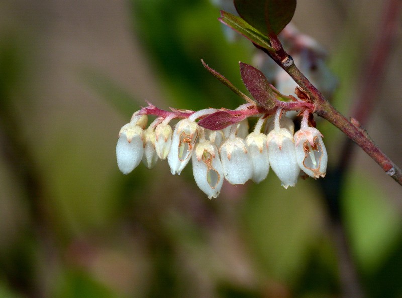 Lyonia ovalifolia var. foliosa photo 2