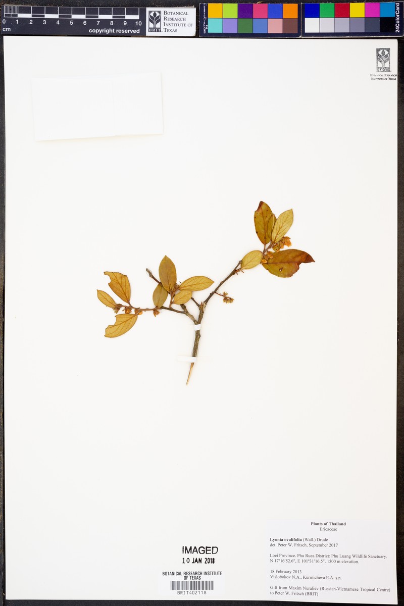 Lyonia ovalifolia var. foliosa photo 3