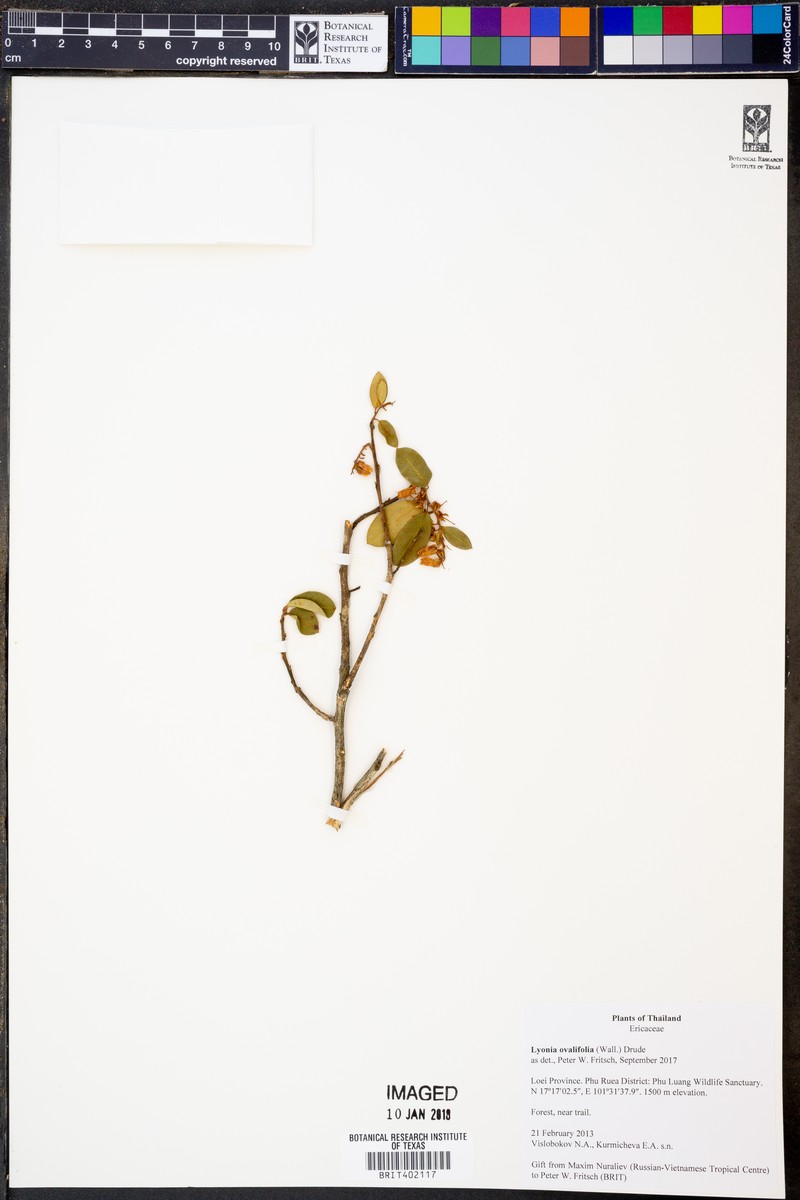 Lyonia ovalifolia var. foliosa photo 4