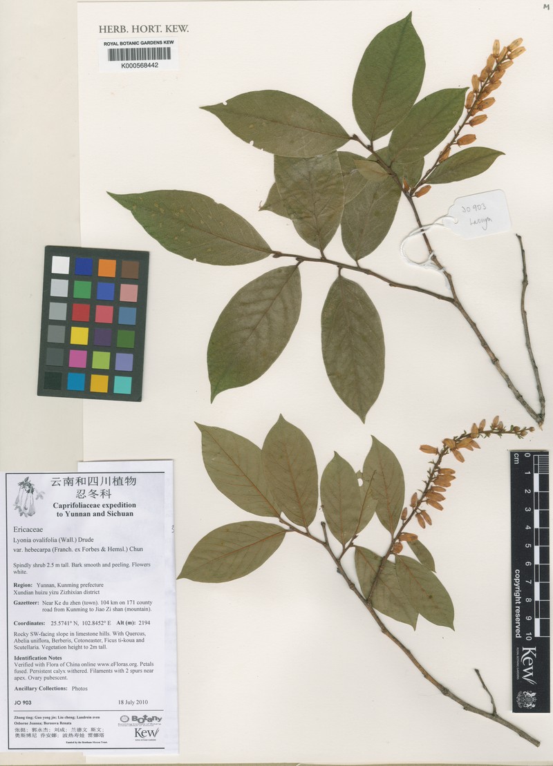 Lyonia ovalifolia var. hebecarpa
