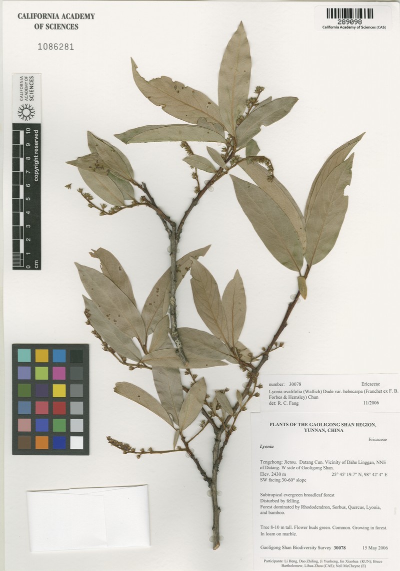 Lyonia ovalifolia var. hebecarpa photo 2