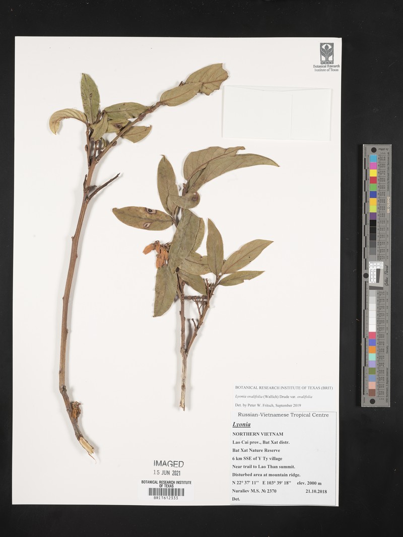 Lyonia ovalifolia var. lanceolata