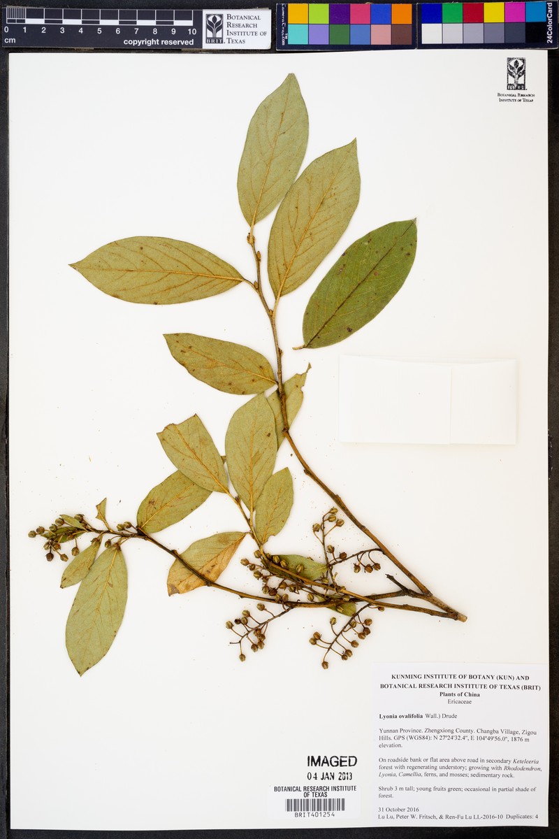 Lyonia ovalifolia var. lanceolata photo 2