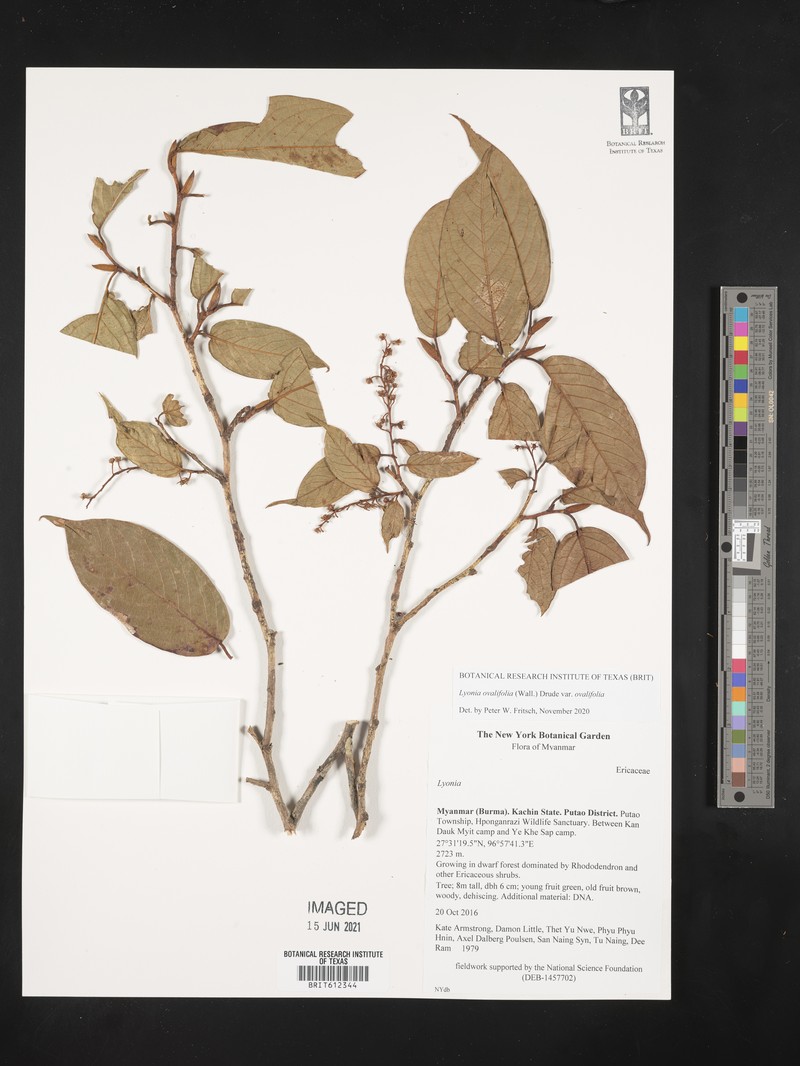 Lyonia ovalifolia var. ovalifolia