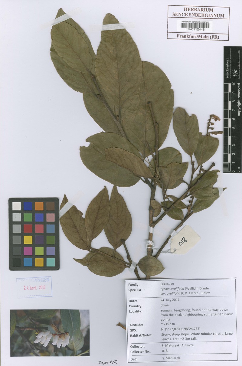Lyonia ovalifolia var. ovalifolia photo 2