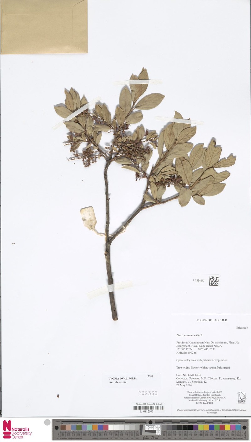 Lyonia ovalifolia var. rubrovenia