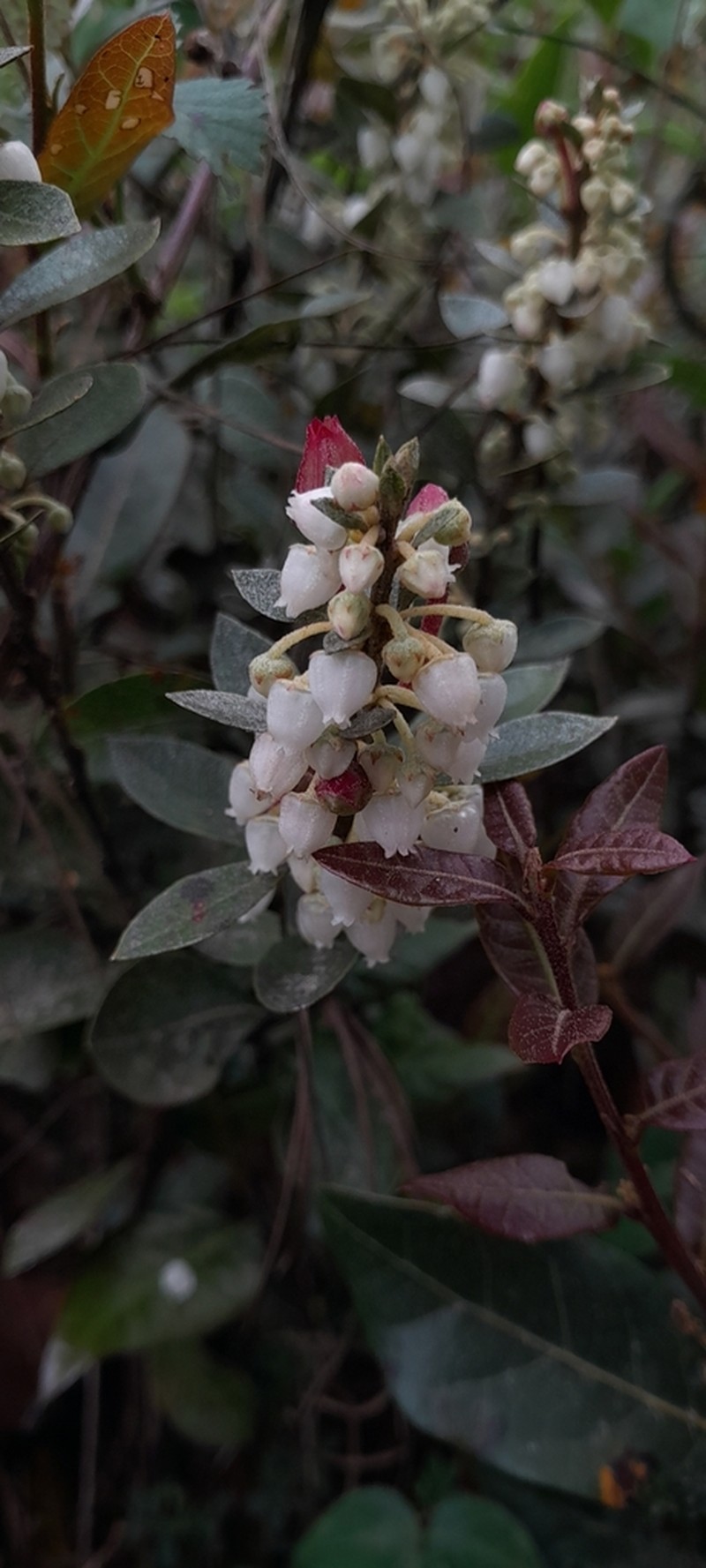 Lyonia squamulosa