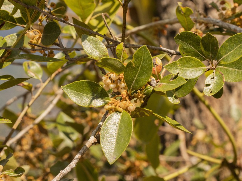 Lyonia squamulosa photo 2