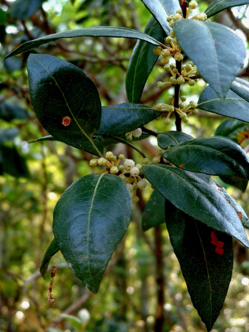 Lyonia squamulosa photo 3