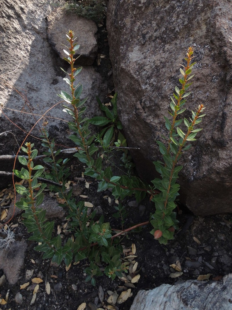 Lyonia squamulosa photo 4