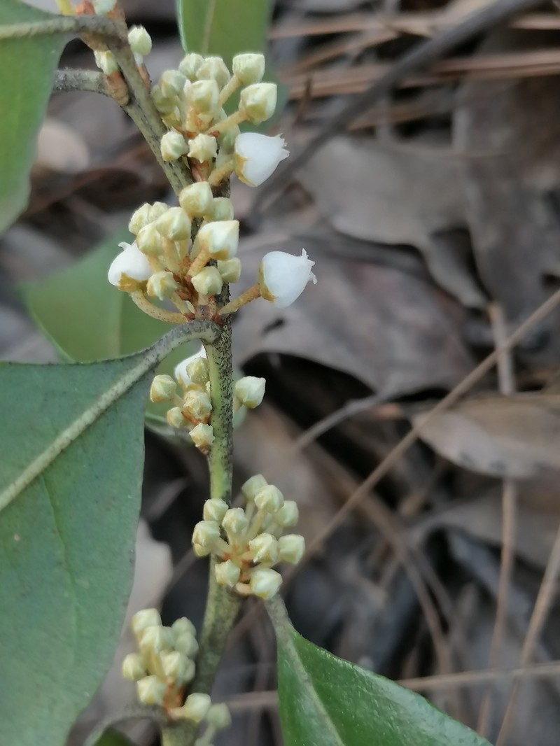 Lyonia squamulosa photo 5