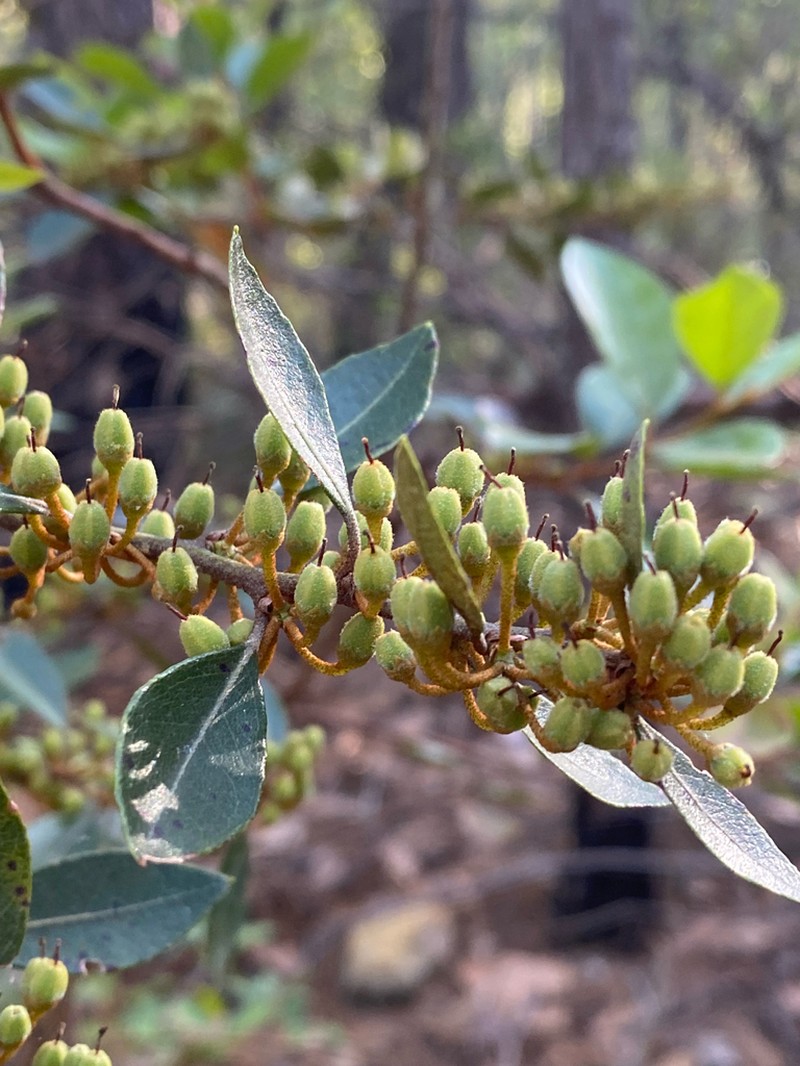 Lyonia squamulosa photo 6
