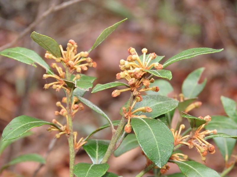 Lyonia squamulosa photo 7