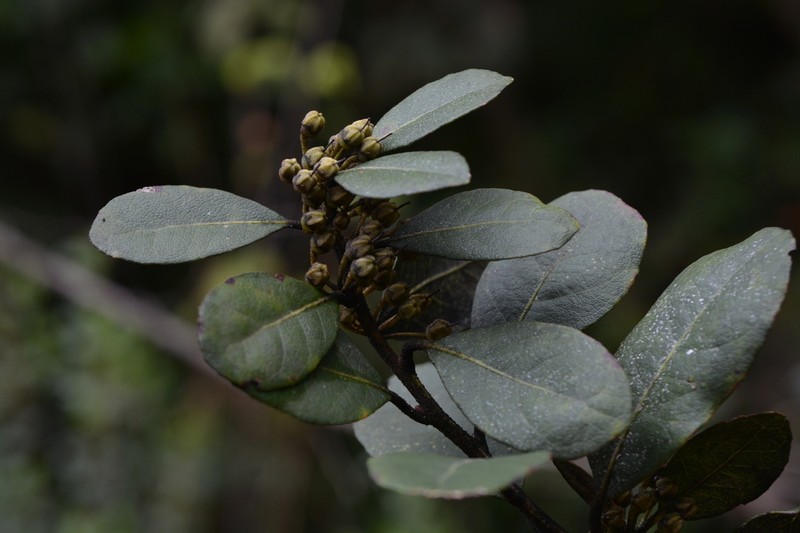 Lyonia squamulosa photo 8