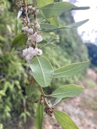 Lyonia stahlii