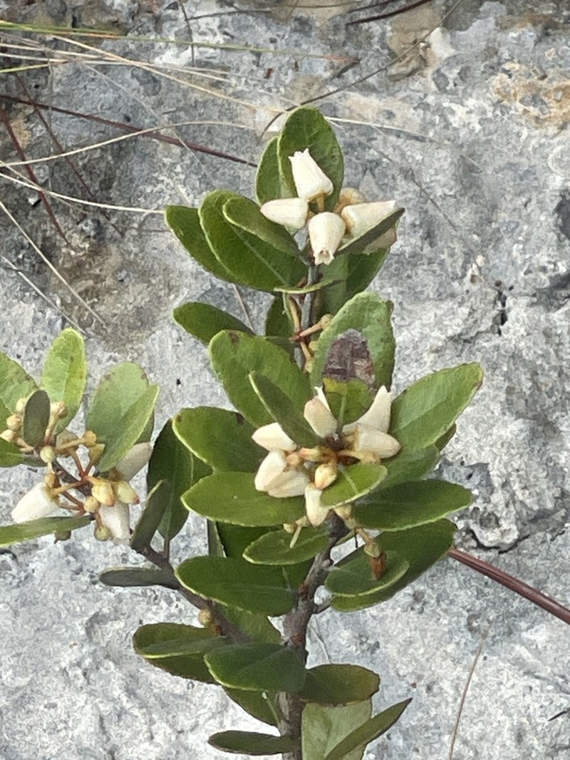 Lyonia stahlii photo 2