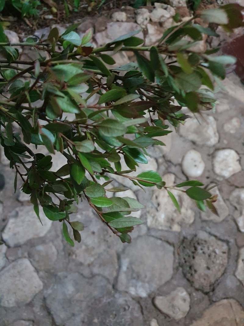 Lyonia stahlii photo 3
