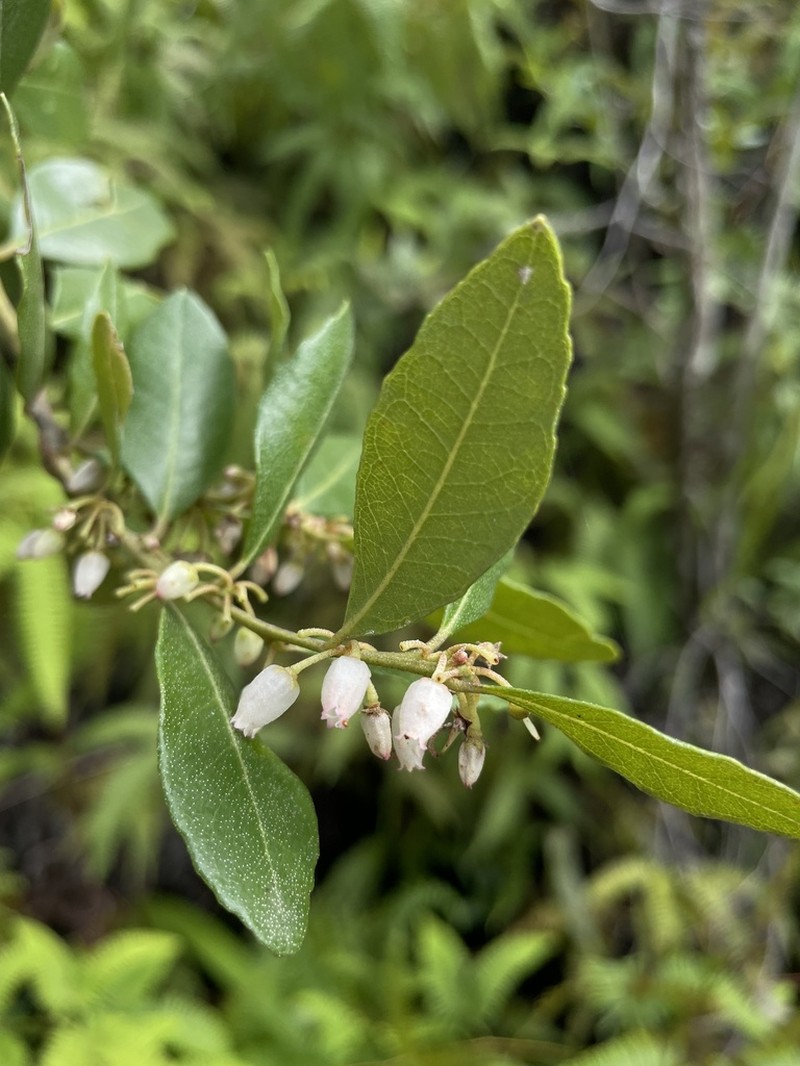 Lyonia stahlii photo 4