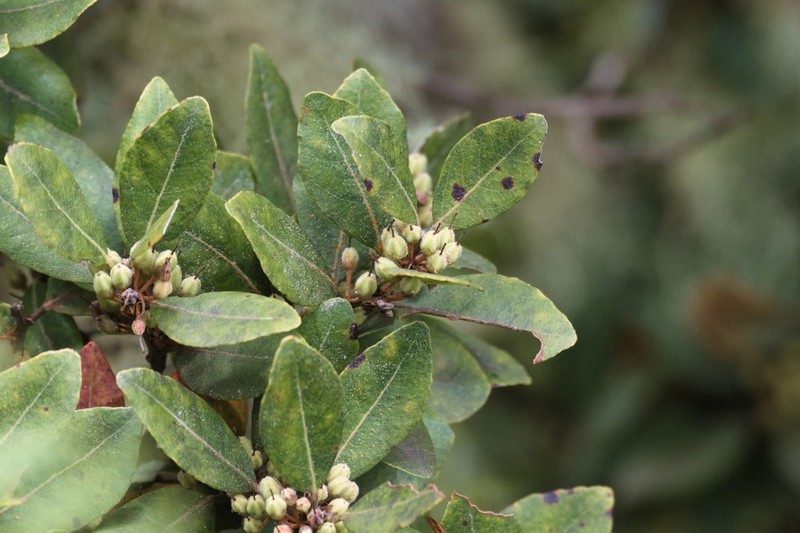 Lyonia stahlii photo 5