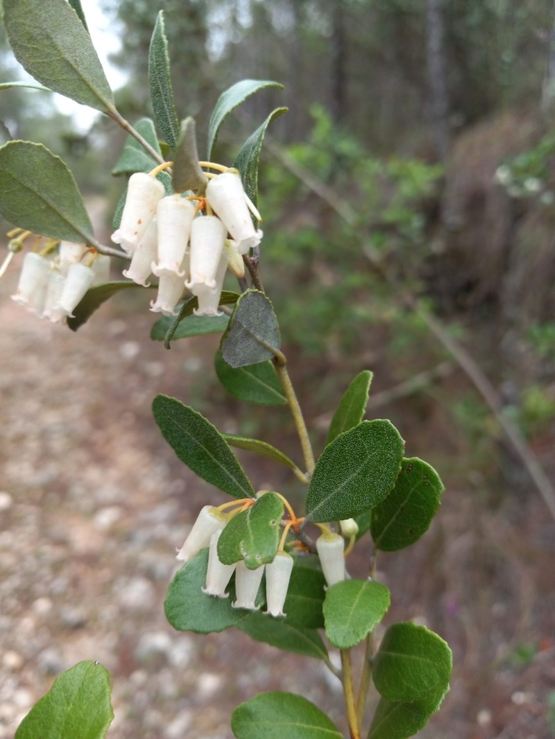 Lyonia stahlii photo 6