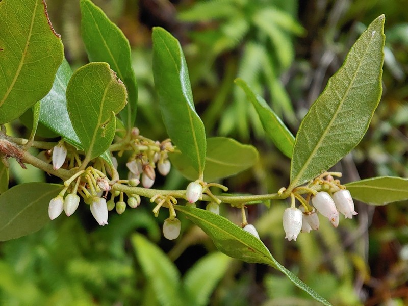 Lyonia stahlii photo 7
