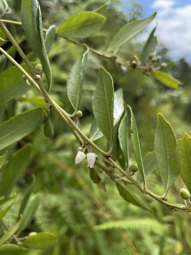 Lyonia stahlii photo 8