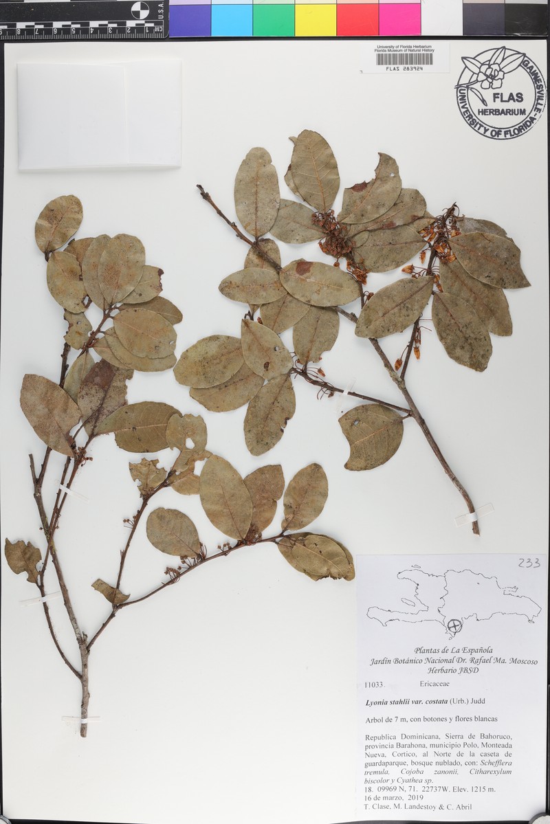 Lyonia stahlii var. costata