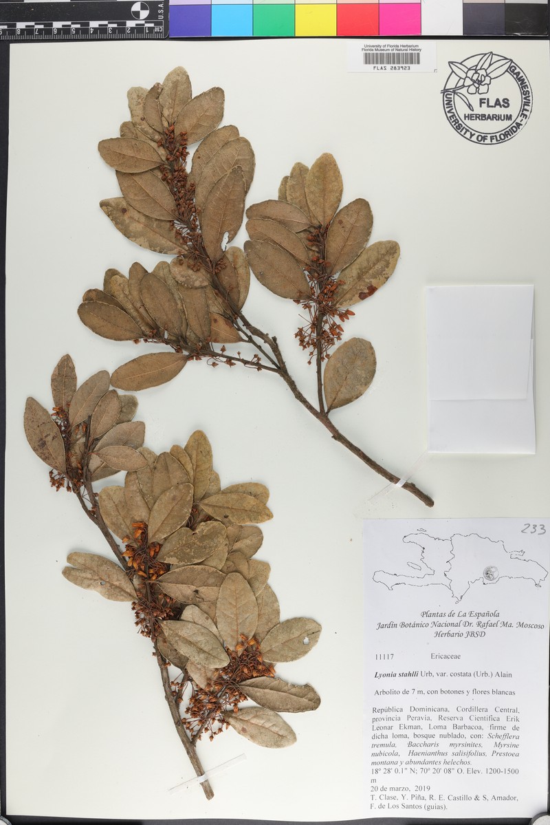 Lyonia stahlii var. costata photo 2
