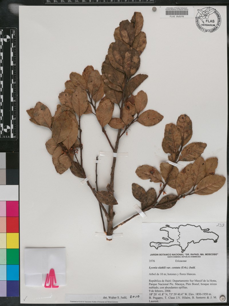 Lyonia stahlii var. costata photo 3