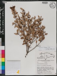 Lyonia tinensis