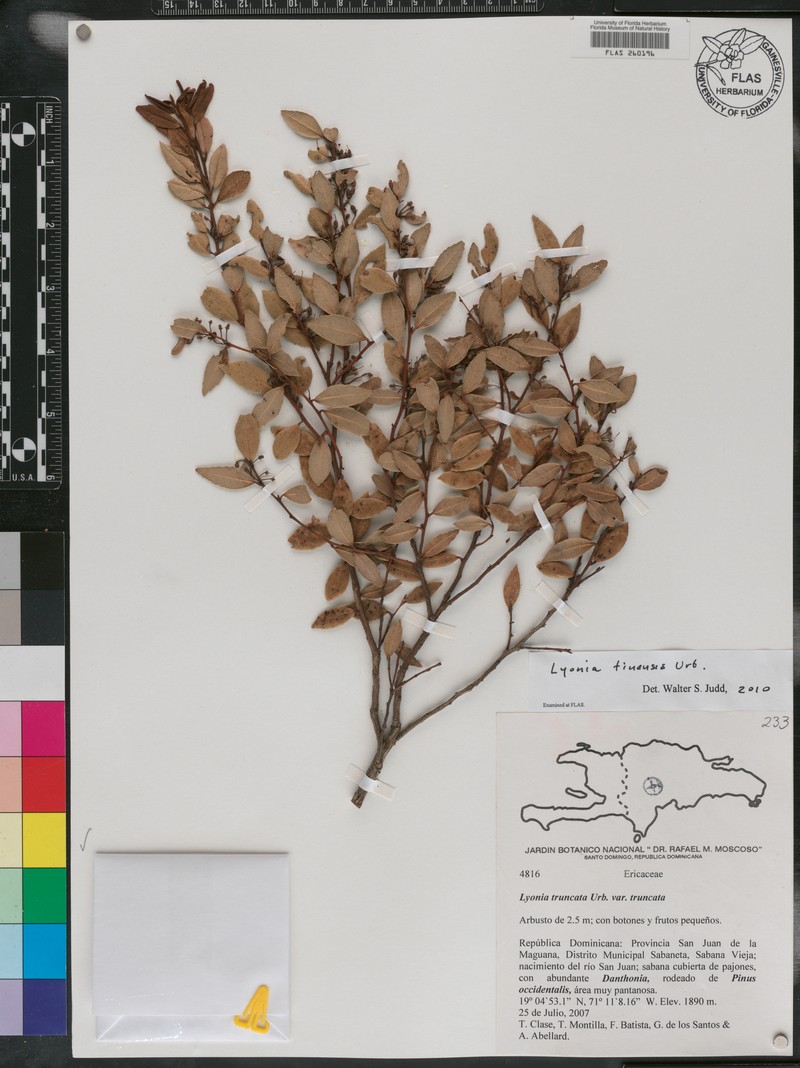 Lyonia tinensis