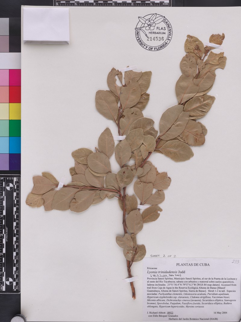 Lyonia trinidadensis