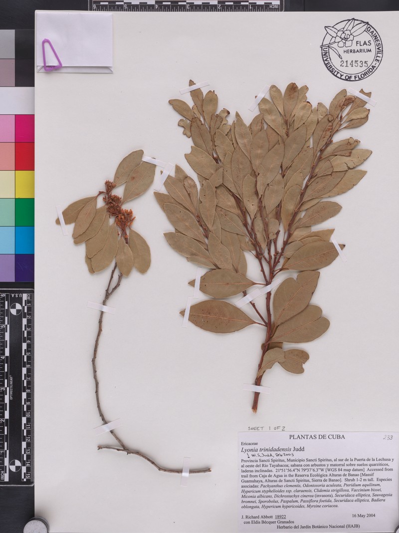 Lyonia trinidadensis photo 2