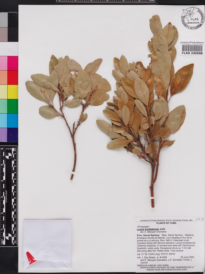 Lyonia trinidadensis photo 3