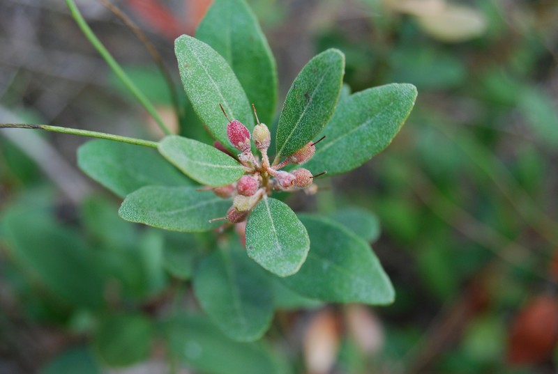 Dominican Staggerbush