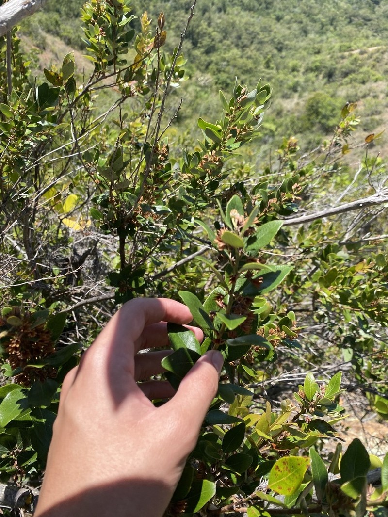 Dominican Staggerbush photo 2