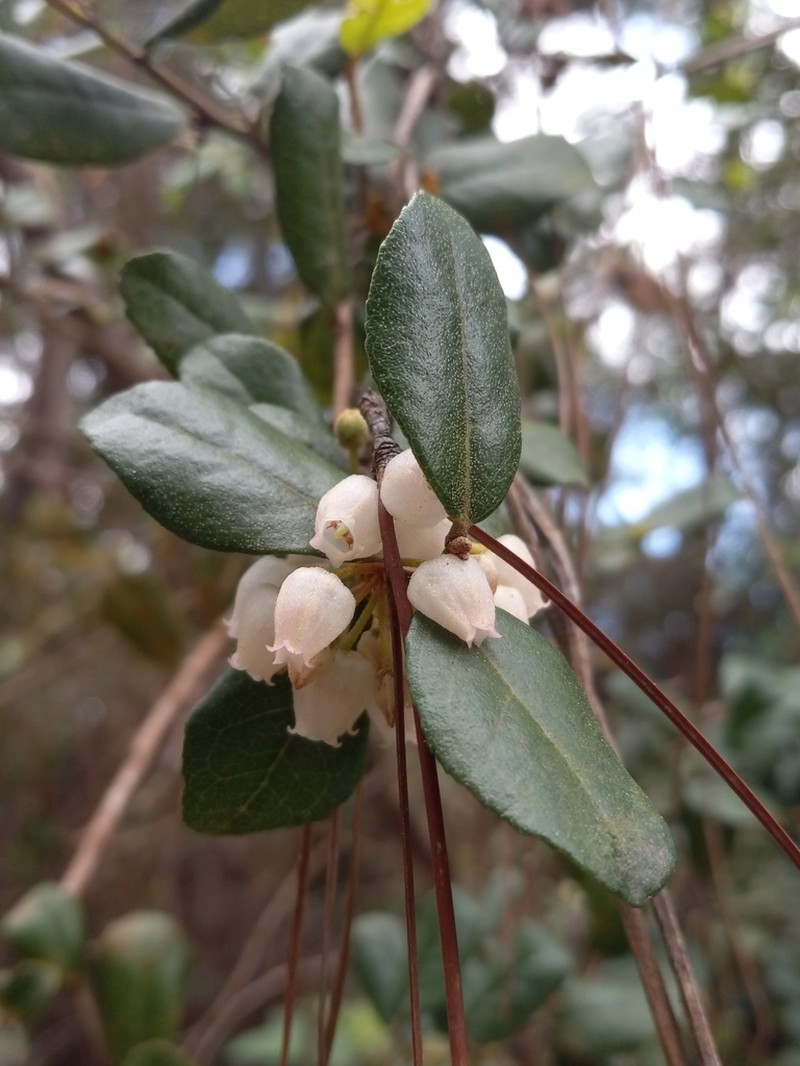 Dominican Staggerbush photo 3