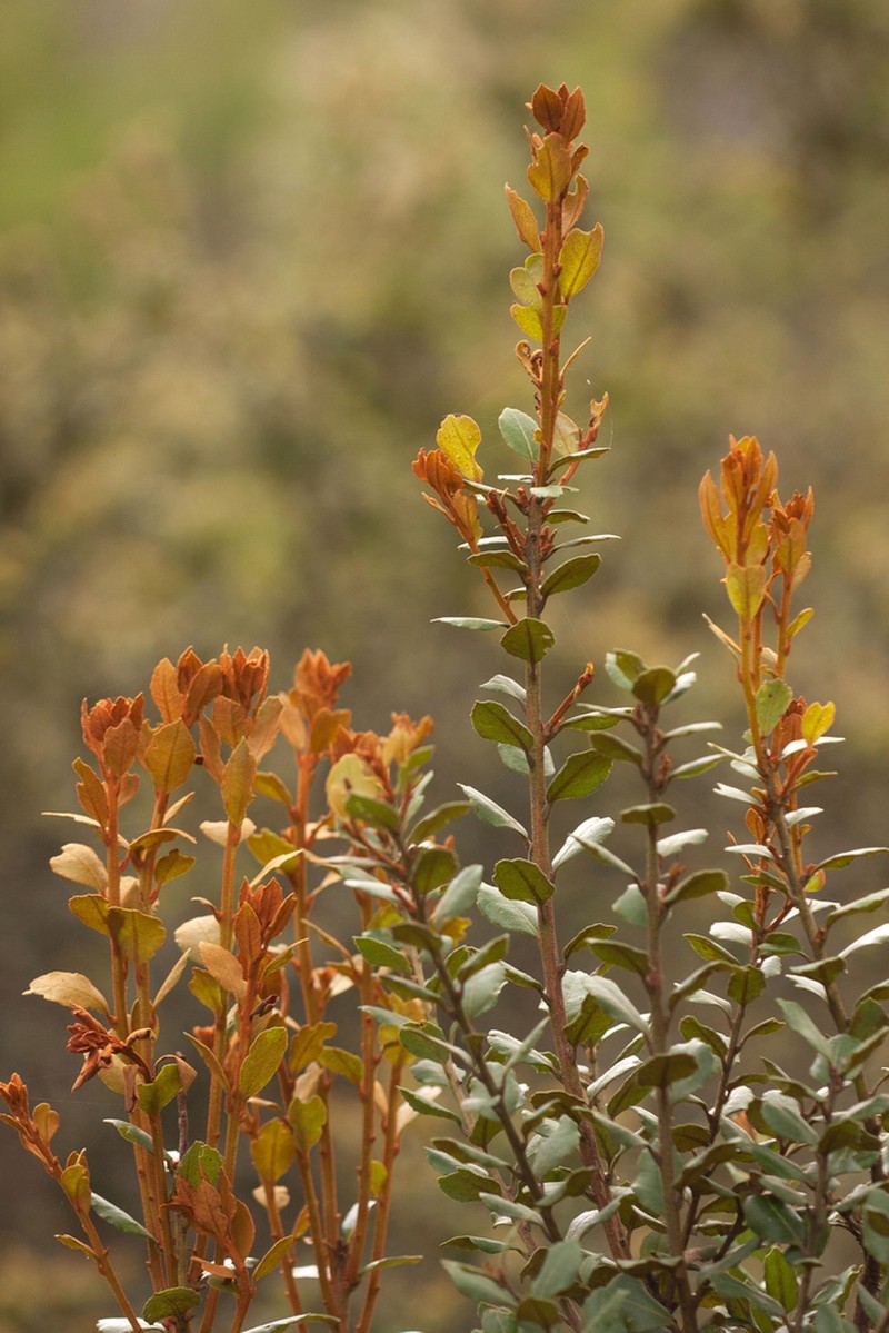 Dominican Staggerbush photo 5