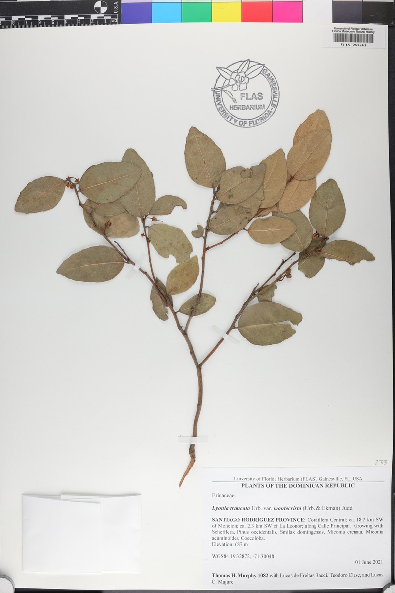 Lyonia truncata var. montecristina
