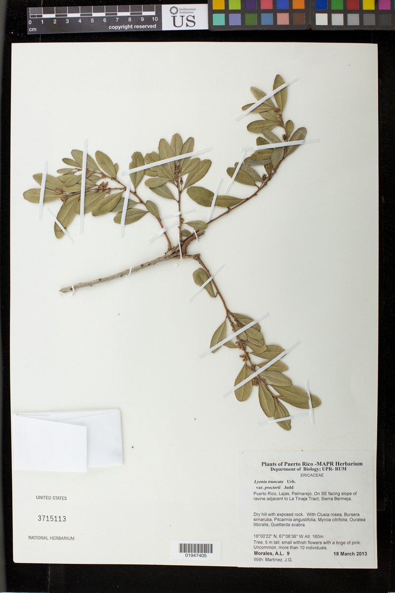 Lyonia truncata var. proctorii
