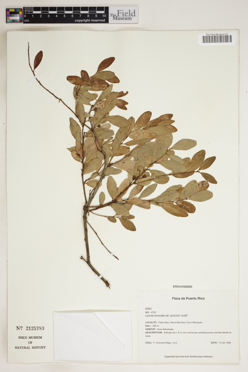 Lyonia truncata var. proctorii photo 2