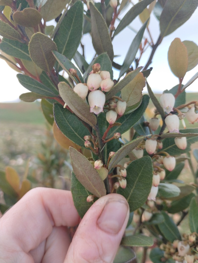 Lyonia truncata var. truncata