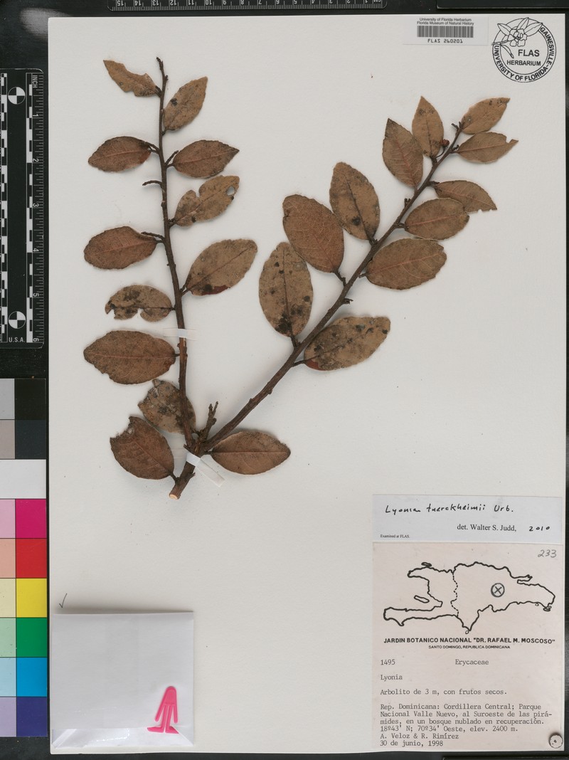 Lyonia tuerckheimii photo 2