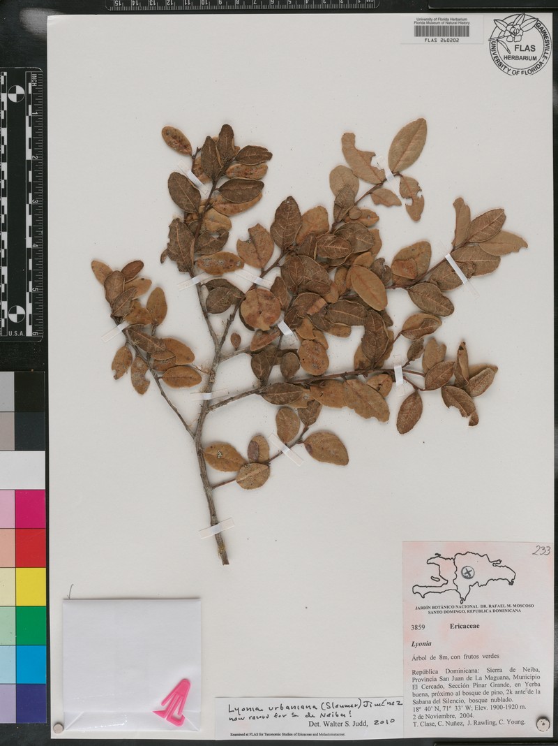 Lyonia urbaniana