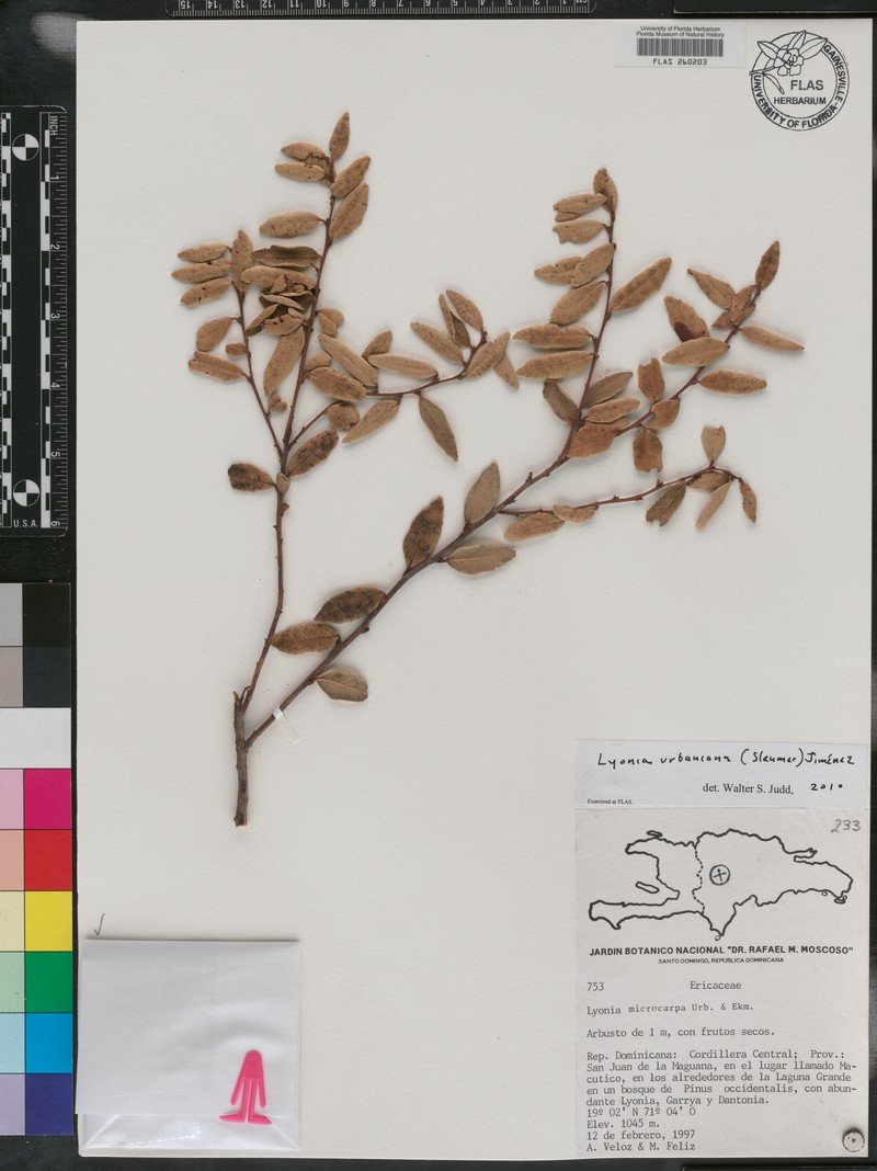Lyonia urbaniana photo 2